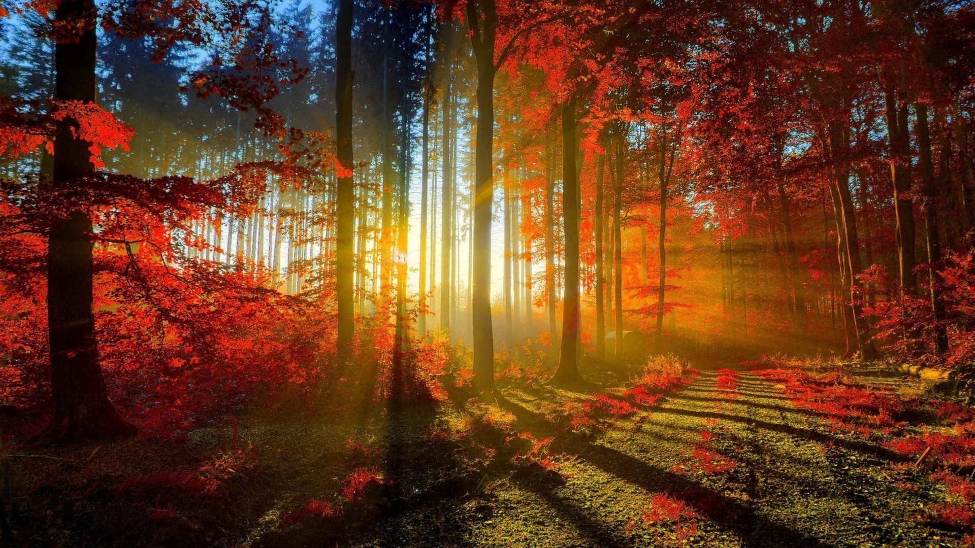 the sunset and sunrise fall leaf tree fog wood season bright mist light landscape park nature