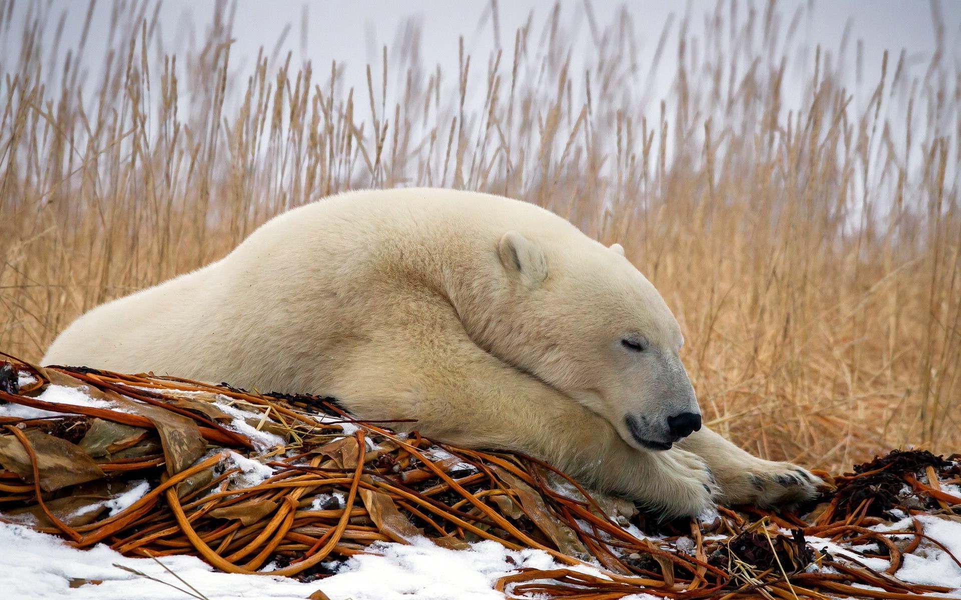 bears mammal nature wildlife