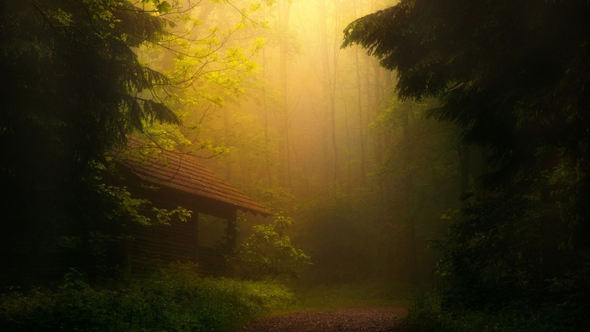 the sunset and sunrise fog tree landscape mist wood light dawn nature fall park