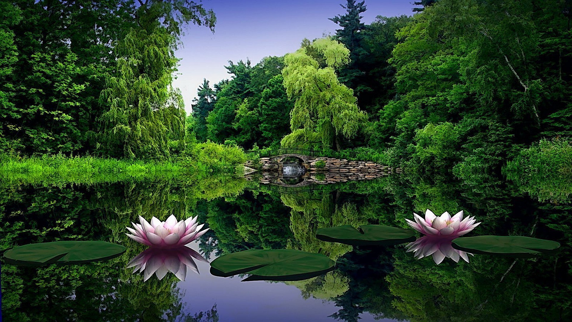 lac piscine nature été flore jardin parc feuille fleur belle zen monde paysage eau environnement lotus saison tropical