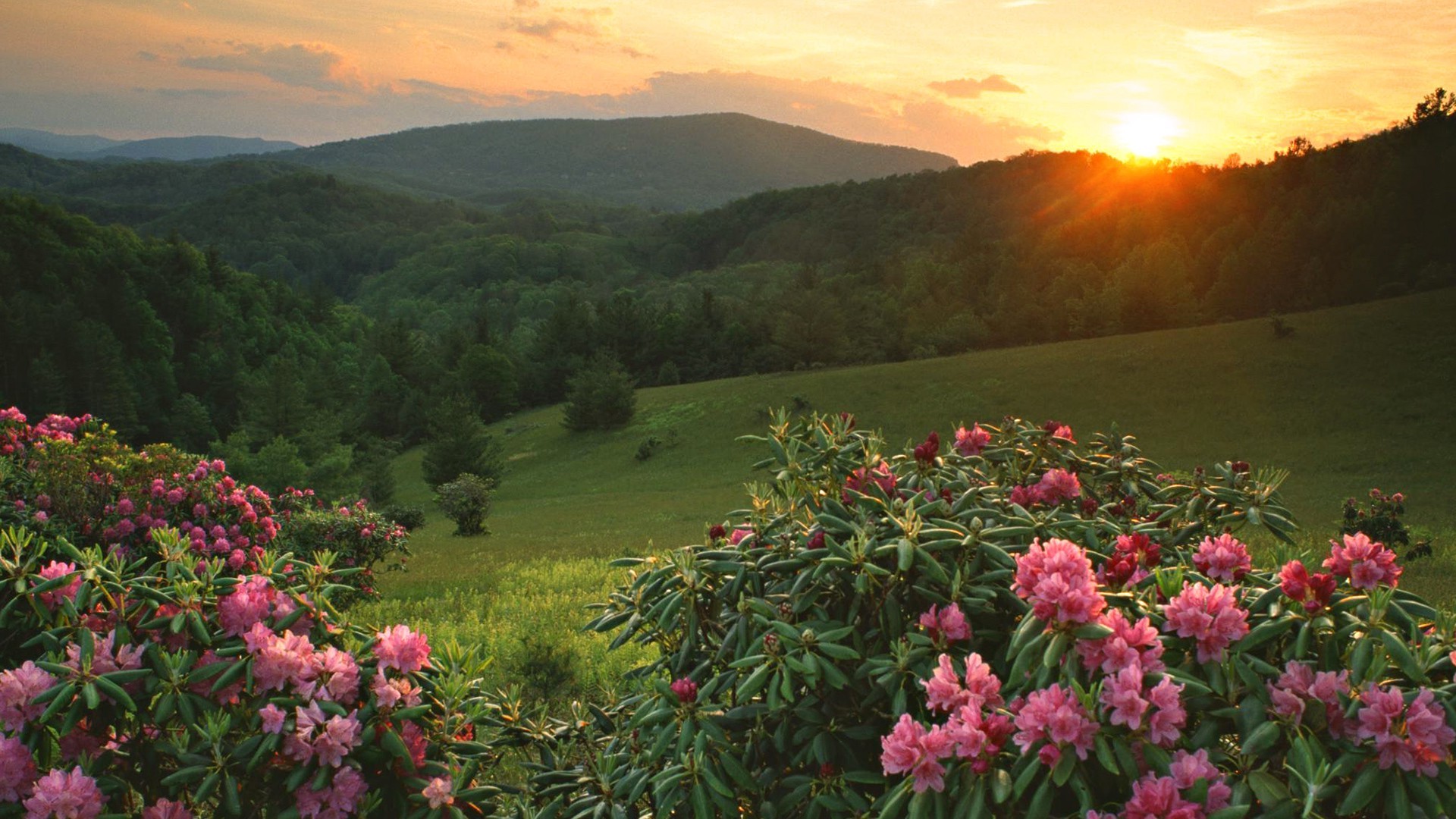 outono ao ar livre natureza paisagem árvore flor luz do dia