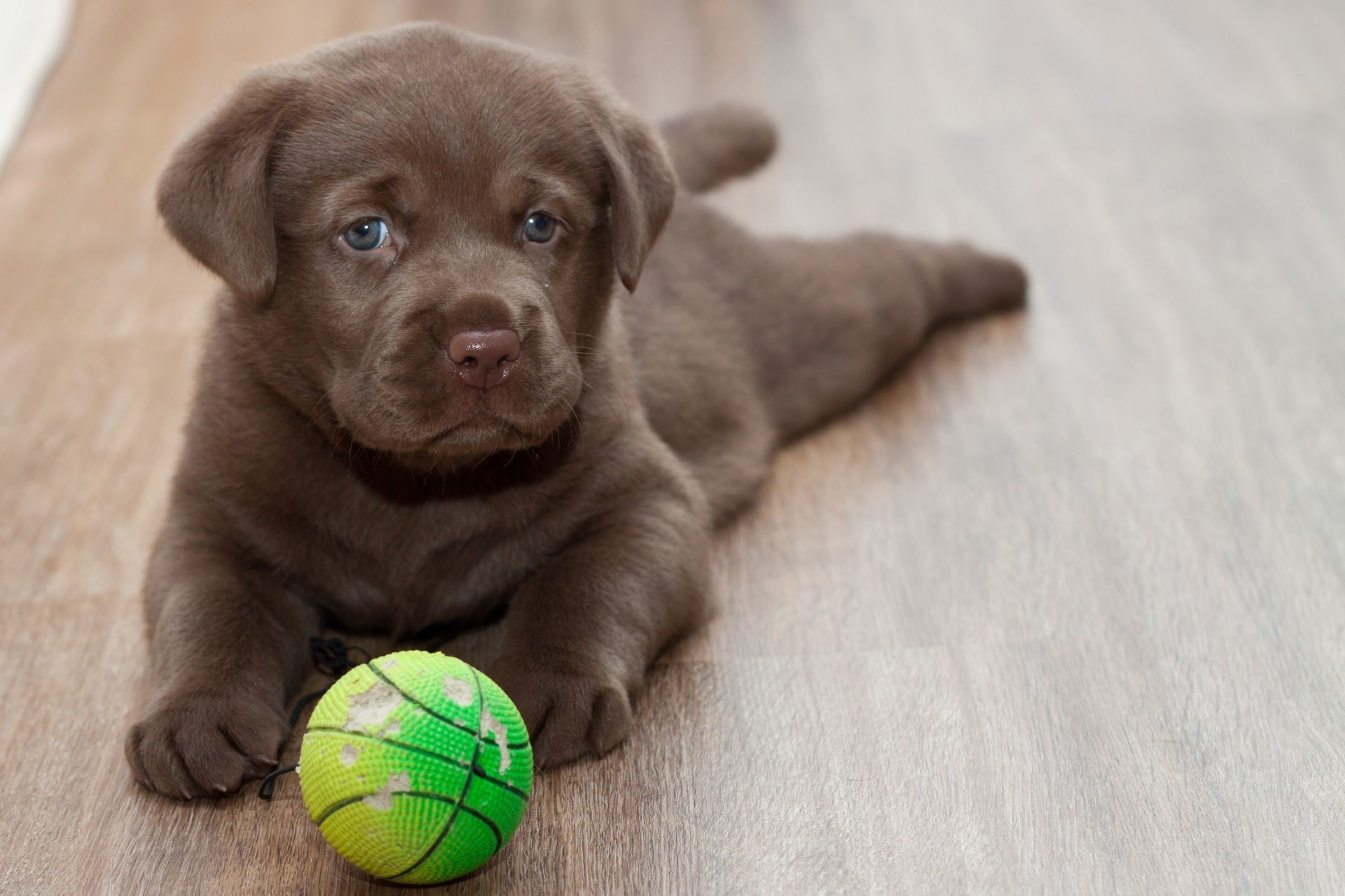 perros lindo perro retrato pequeño mascota solo mamífero bola animal