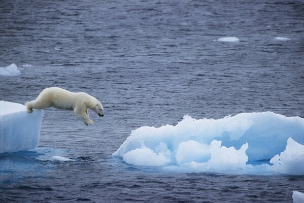 Polar bear s leap from a huge ice floe