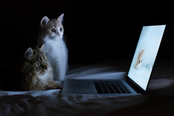 Linda imagen dos gatos frente a la computadora portátil viendo un video sobre los gatos