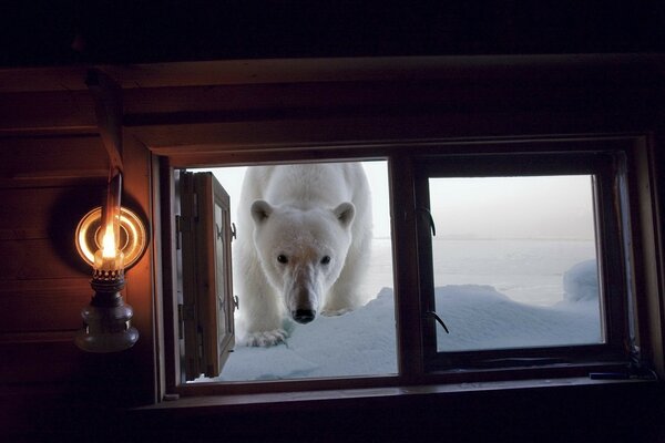 Ein Eisbär schaut aus dem Fenster der Hütte