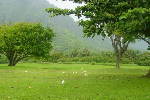 Summer, nature, tree, grass - beautiful landscape