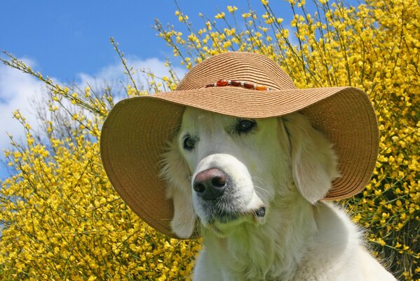 Un Retriever blanc au chapeau de paille