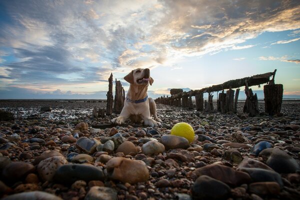 Ein Hund spielt mit einem Tennisball auf den Steinen der Küste