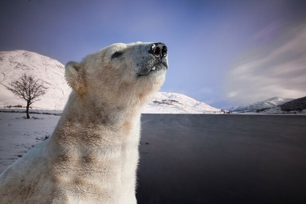 Oso polar olfatea en busca de presas