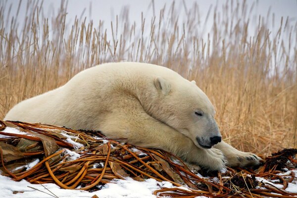 Ours en peluche blanc se repose avant la chasse