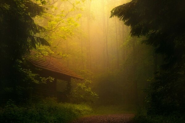 Brumoso amanecer en la cabaña del bosque