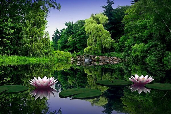 Gorgeous water lilies on a summer lake