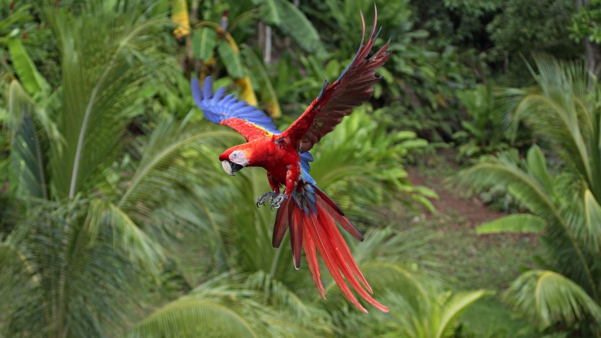 animals nature bird tropical outdoors parrot exotic wild wildlife feather color rainforest bright