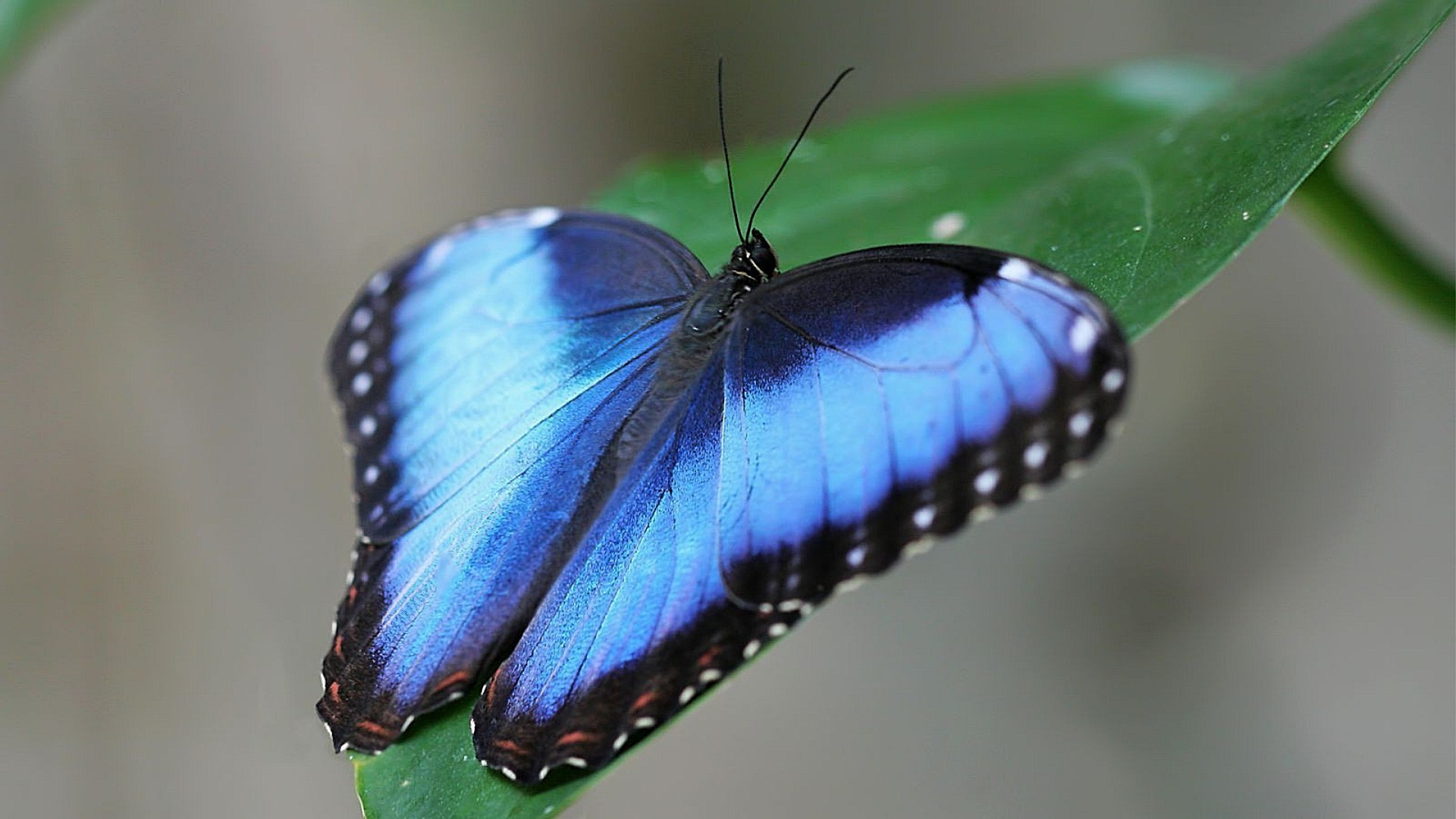 insectes papillon insecte la nature la faune invertébrés aile été animal à l extérieur mouche papillon biologie délicat feuille lépidoptères antenne belle vol monarque