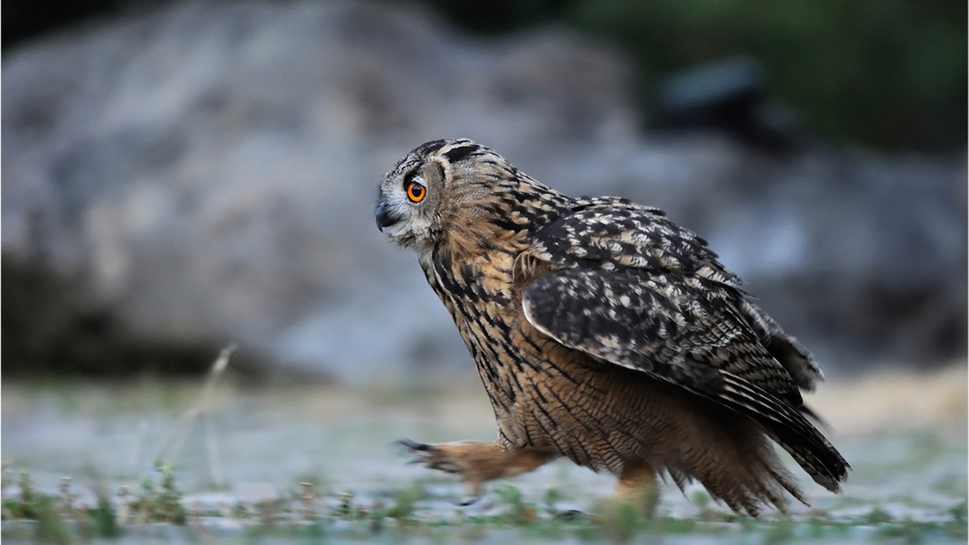 animali uccello della fauna selvatica animale selvaggio natura becco raptor piuma avian ala all aperto preda predator gufo