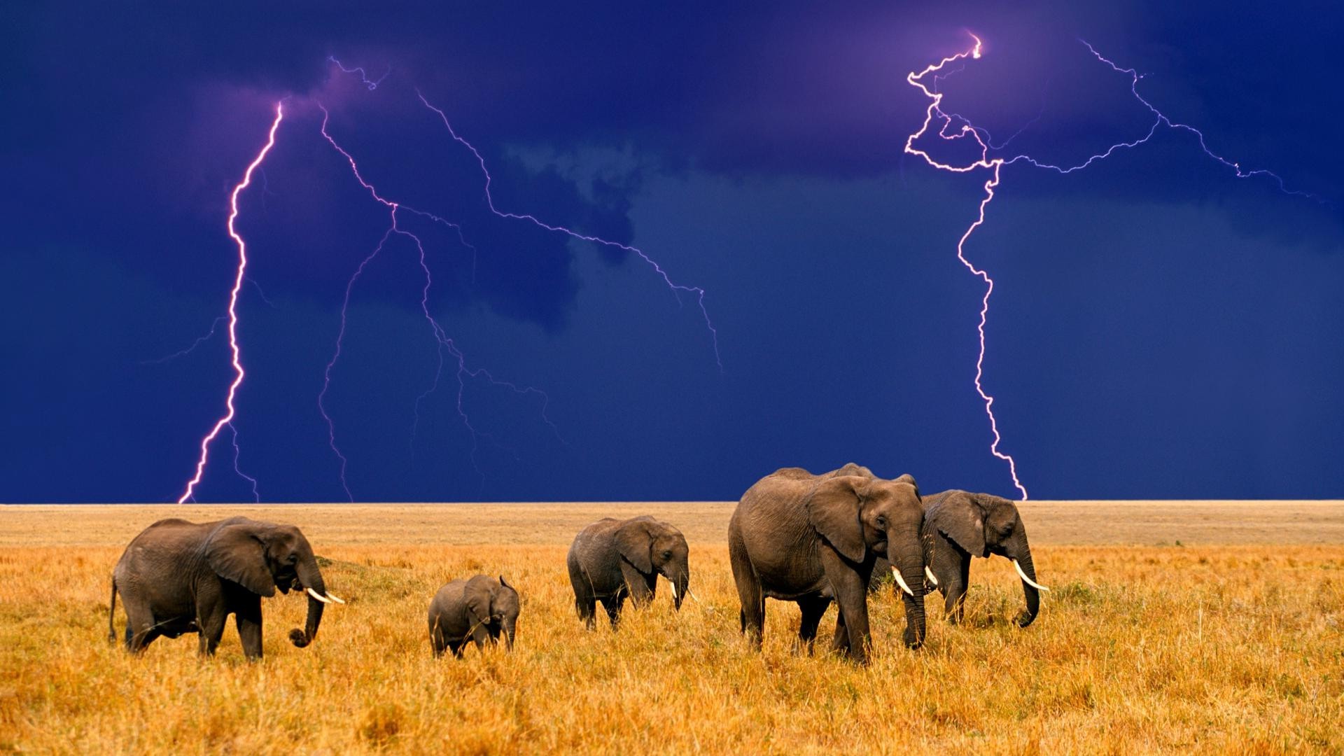 elefanti mammifero elefante fauna selvatica pascolo elefante africano savana natura tramonto safari all aperto sera