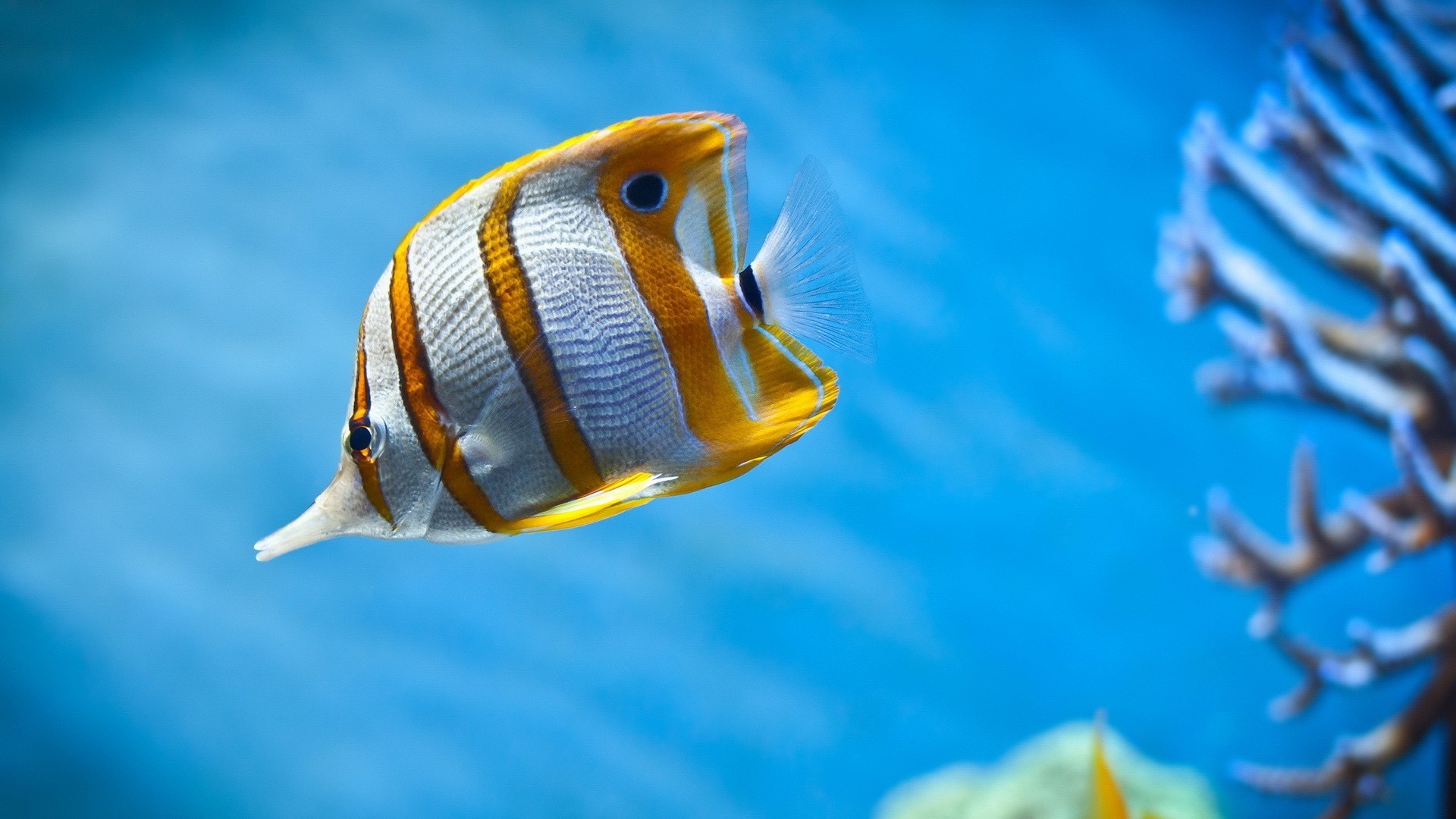 zwierzęta podwodne ryby woda pływanie ocean morze akwarium tropikalne turkusowe dzikie nurkowanie natura podróże morskie na zewnątrz pojedyncze