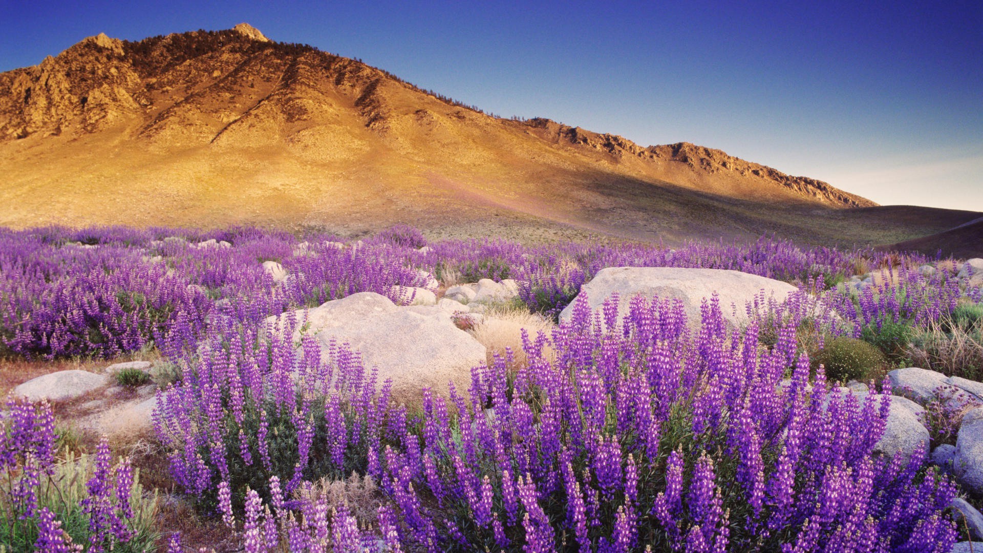 montagnes paysage nature fleur à l extérieur pittoresque lupin flore été ciel champ voyage sauvage lavande couleur coucher de soleil aube