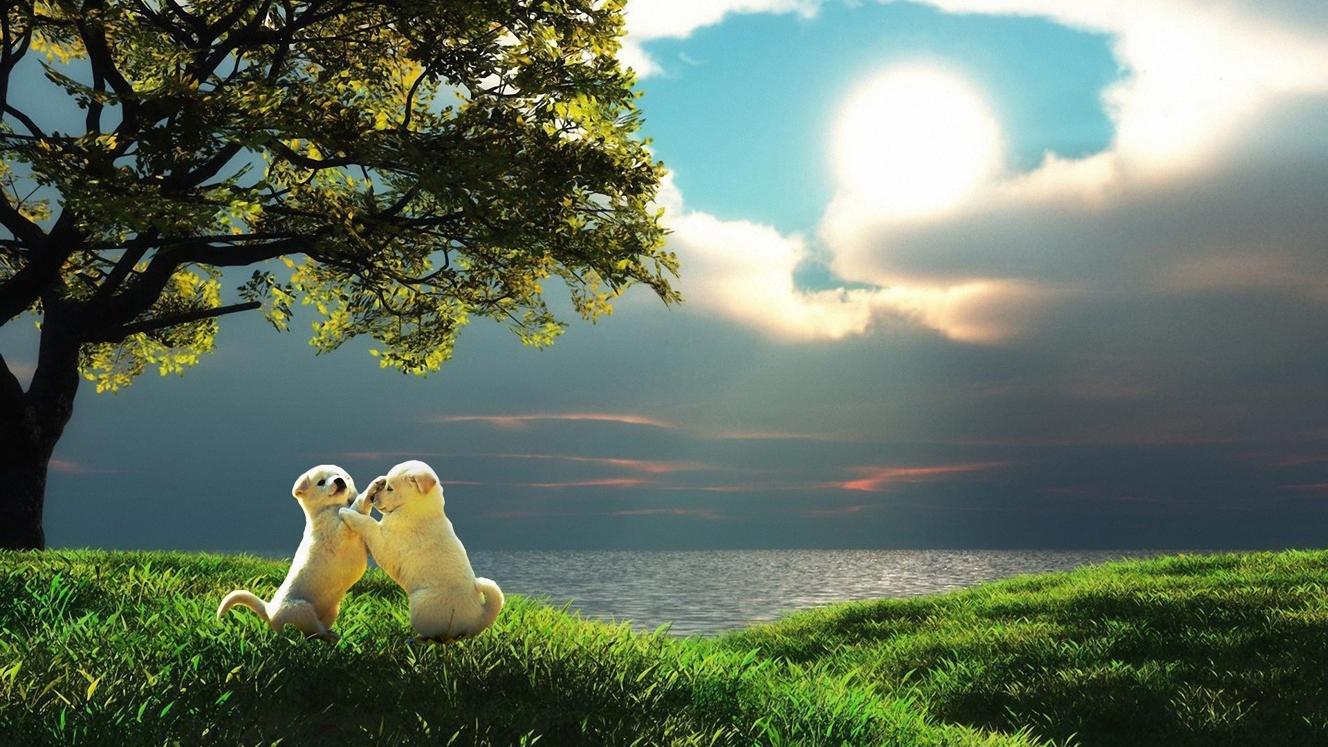 dogs nature sky sunset dawn grass sun landscape outdoors tree summer fair weather beautiful