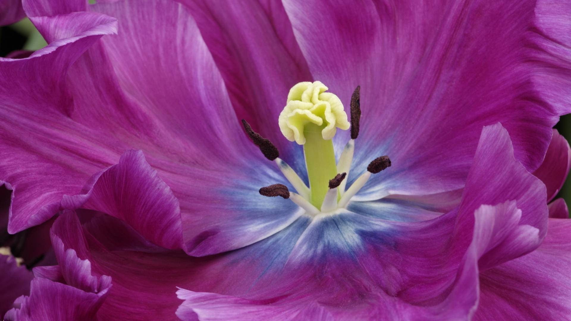 fiori fiore natura colore flora bello luminoso floreale petalo giardino fiore