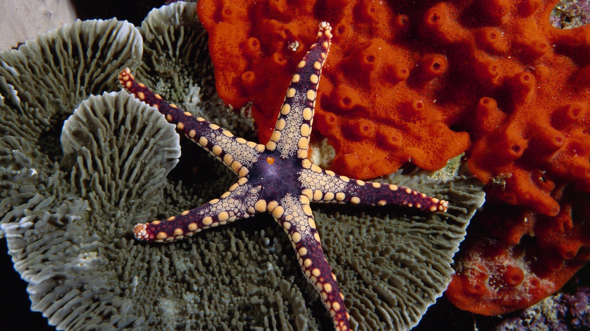 animals invertebrate underwater echinoderm starfish coral fish biology ocean reef sea shellfish tropical sponge marine diving submarine exotic nature wildlife