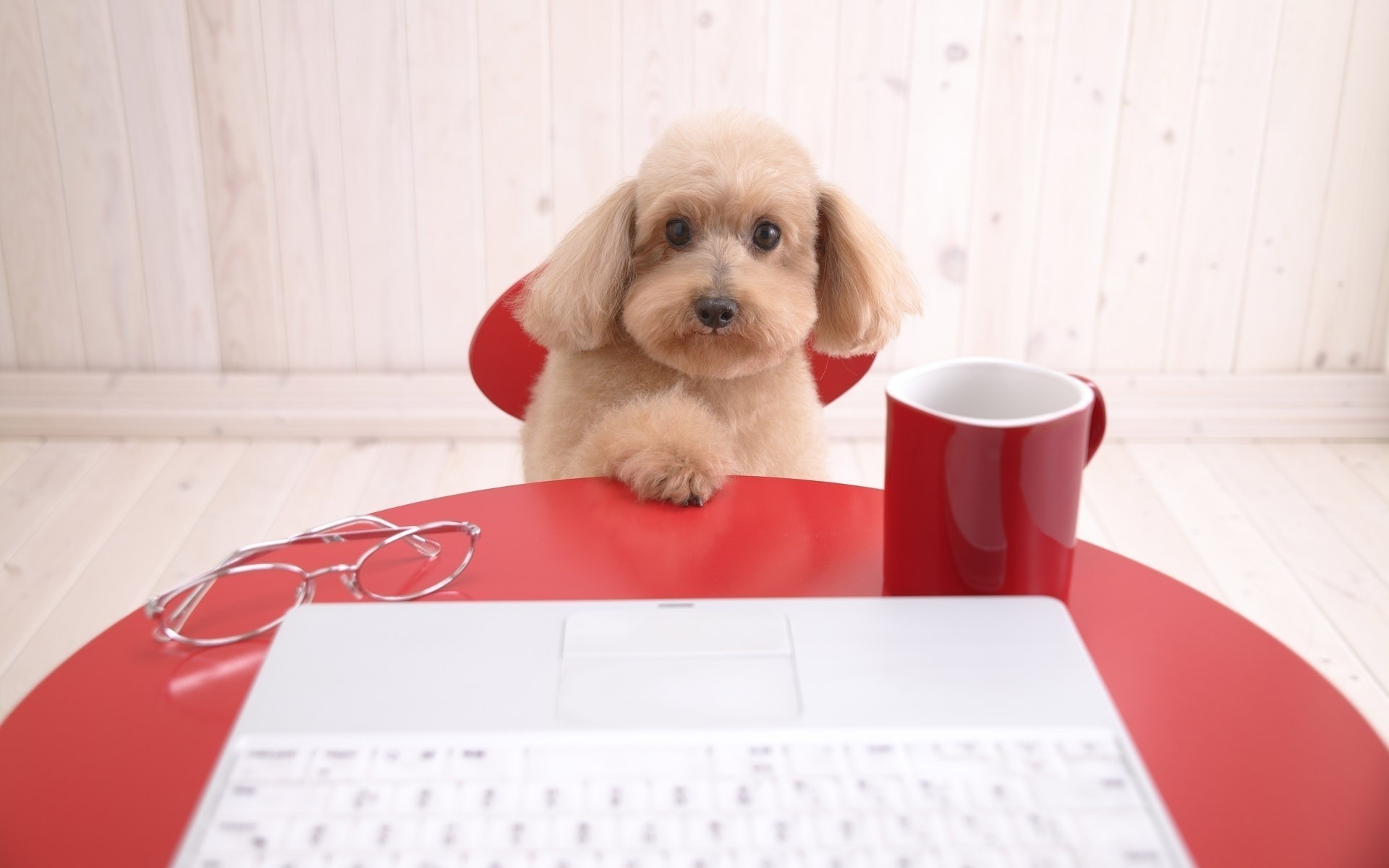 animaux mignon petit à l intérieur s asseoir chien domestique famille drôle