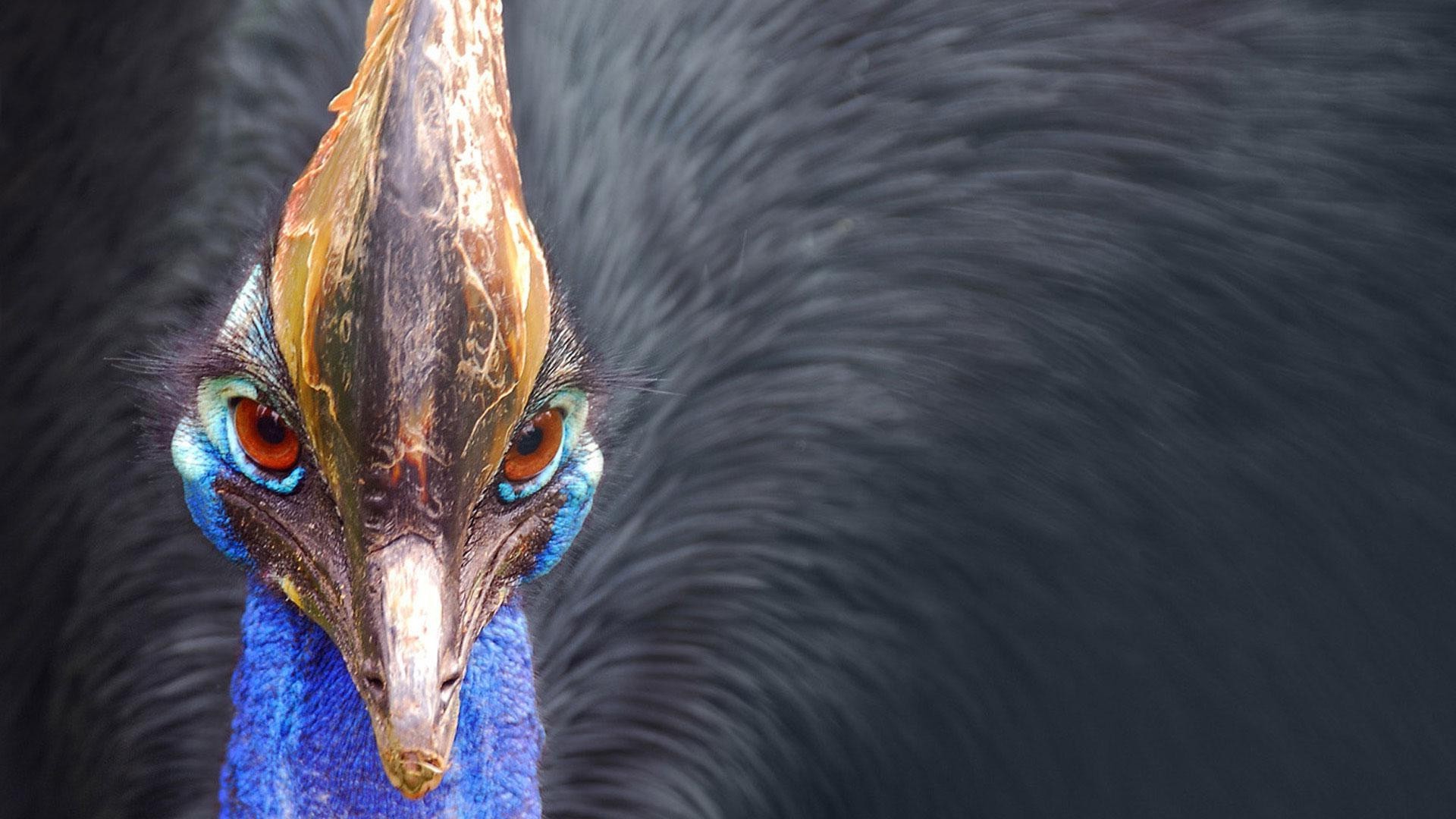 animais pássaro natureza vida selvagem pena aves ao ar livre pescoço animal bico retrato cabeça único cor