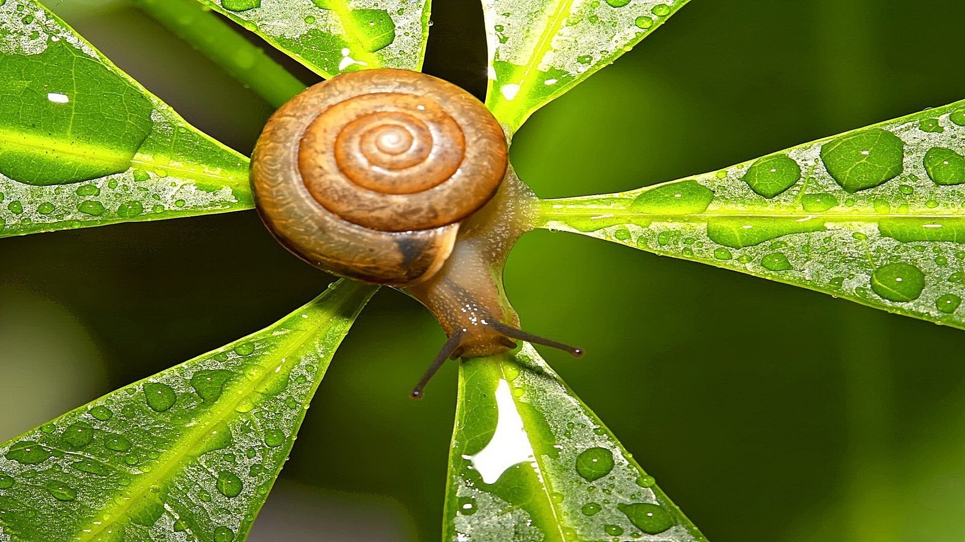 insekten schnecke garten schleimig langsam bauchfüßler natur blatt helix nass muscheln schnecke flora wirbellose schleim tau regen spirale insekt schale