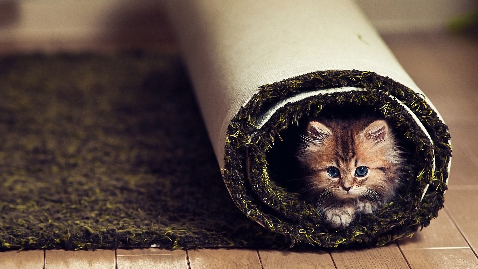 einrichtungsgegenstände katze porträt tier kätzchen haustier auge säugetier liebe