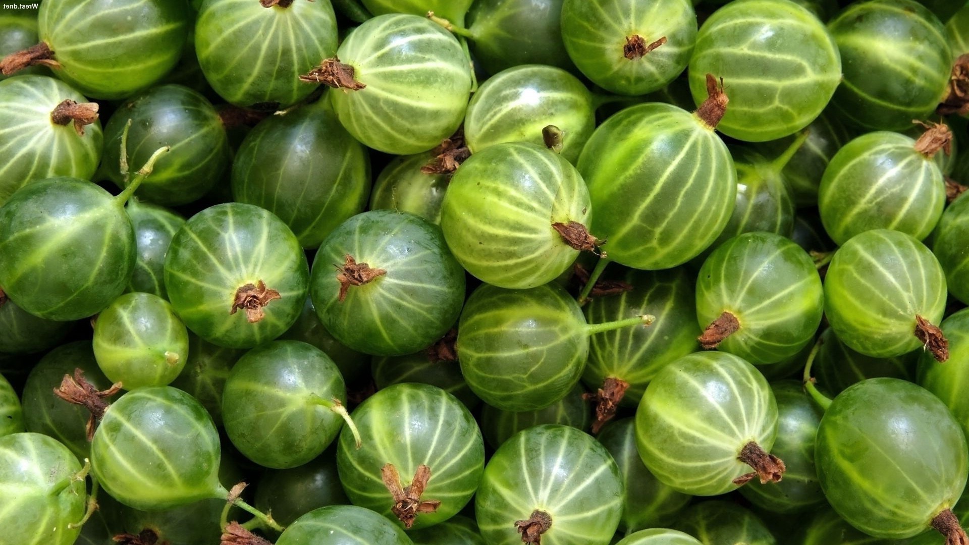 beeren essen wachsen saftig