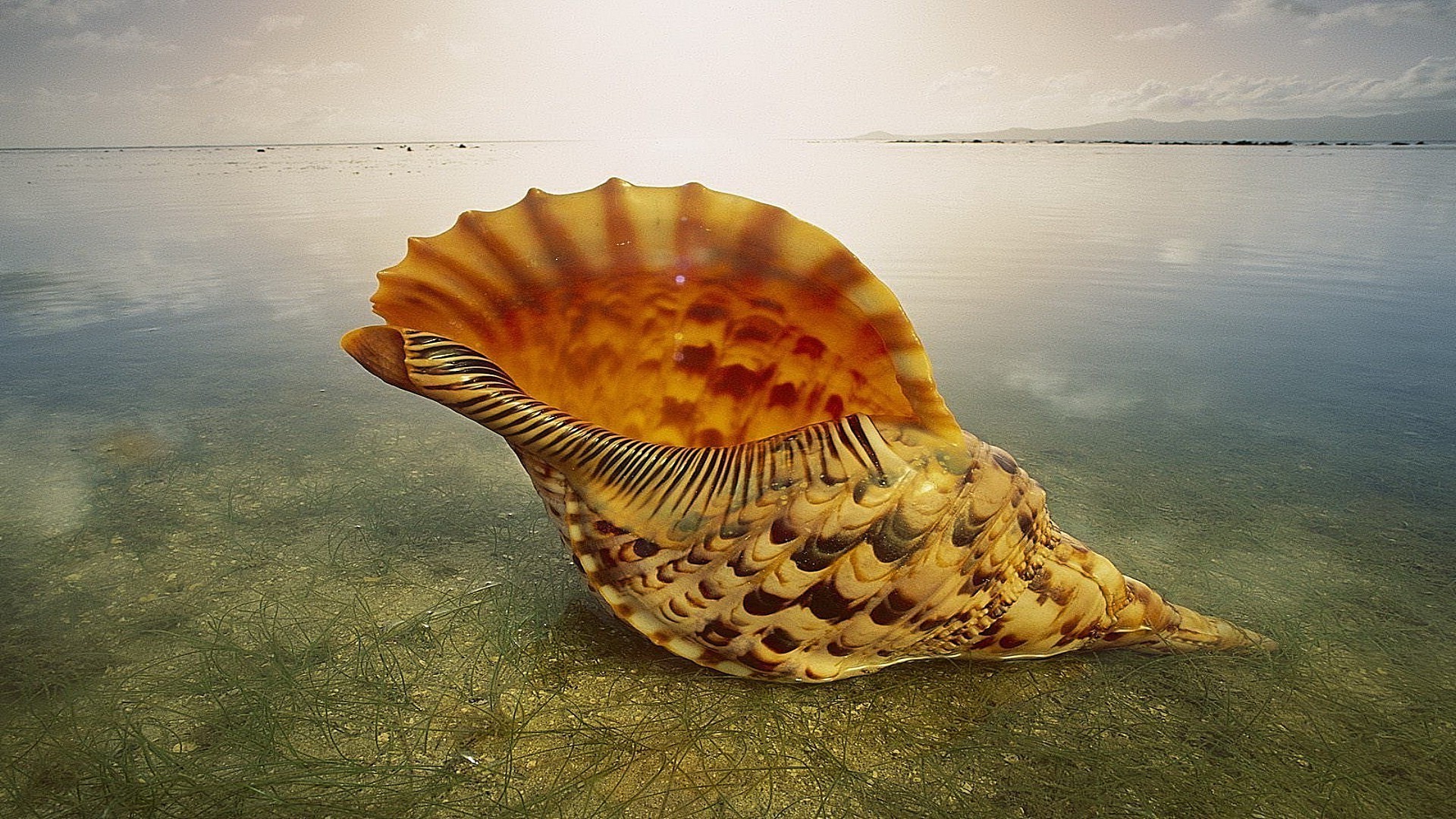 items sea water ocean beach seashore underwater travel nature shellfish tropical invertebrate summer outdoors shell seashell sun color