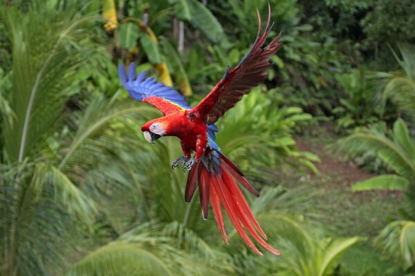 Um paraíso tropical para um belo papagaio