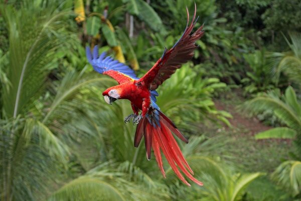 Тропічний рай для красивого папуги