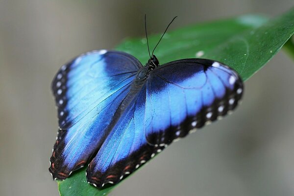 Natur blauer Schmetterling auf grünem Blatt