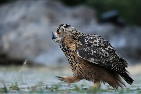 The gloomy owl walks with all his might