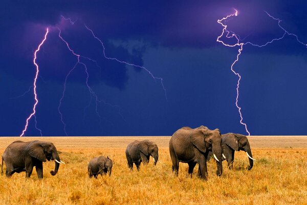 A family of elephants in the savannah during an approaching thunderstorm