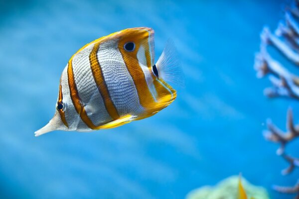 Beautiful fish with yellow stripes