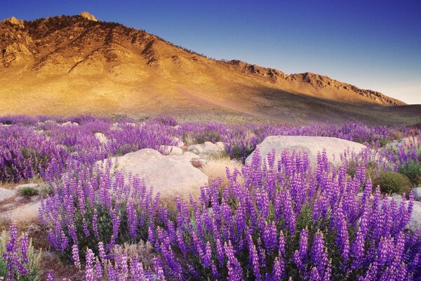 Campo de flores y montañas marrones