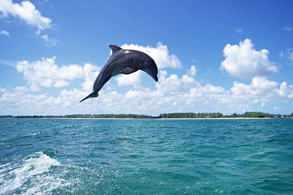 O salto alto de um golfinho fora da água