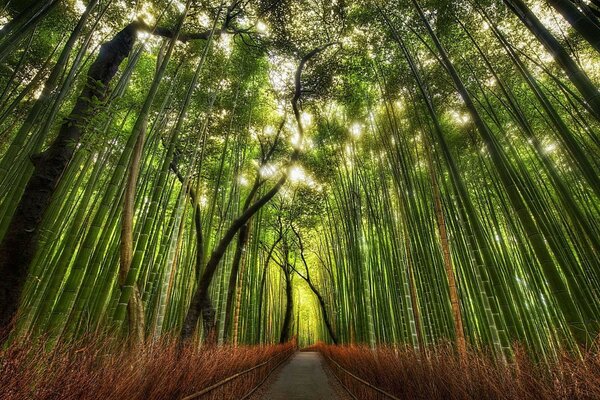 Bosques De Bambú De Asia. Camino a través del bosque