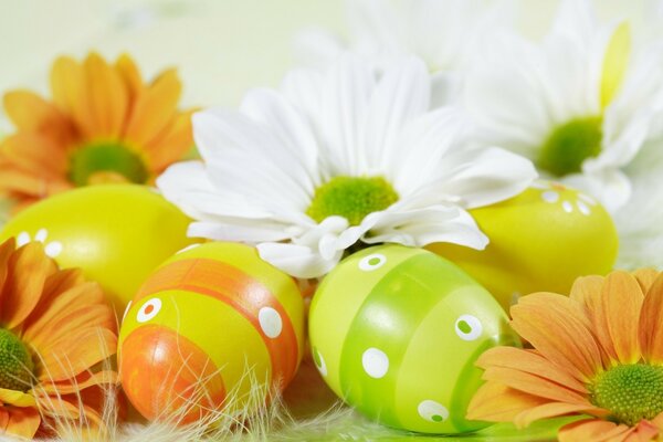 White yellow daisies. Beauty