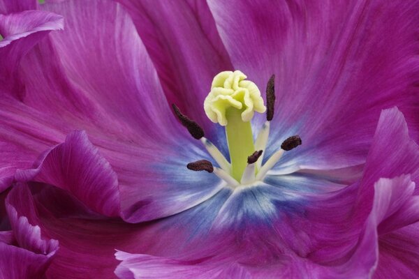 Bel fiore rosa sbocciato