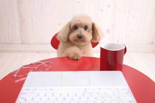 A lop-eared dog with a cup of coffee on a laptop