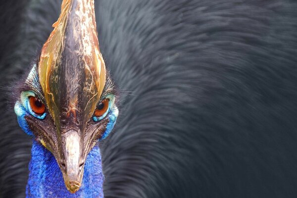 Mirada penetrante del pájaro casuario