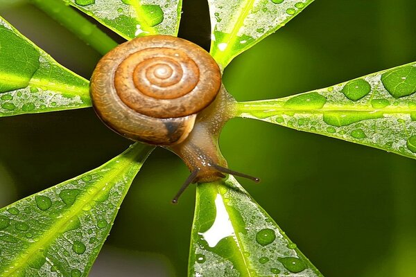 Die Schnecke nähert sich langsam ihrem Ziel