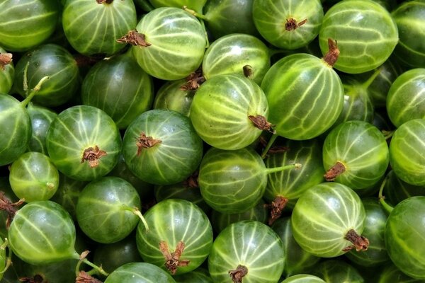 Lots of green gooseberries