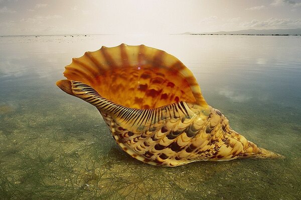 A beautiful shell on the smooth surface of the sea