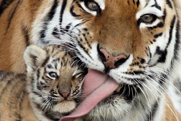 A beautiful tigress licks a tiger cub