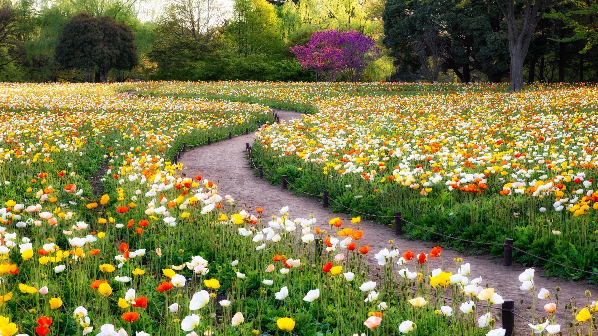 field of flowers flower garden grass leaf blooming nature flora season outdoors park field floral summer tulip hayfield petal color landscape lawn