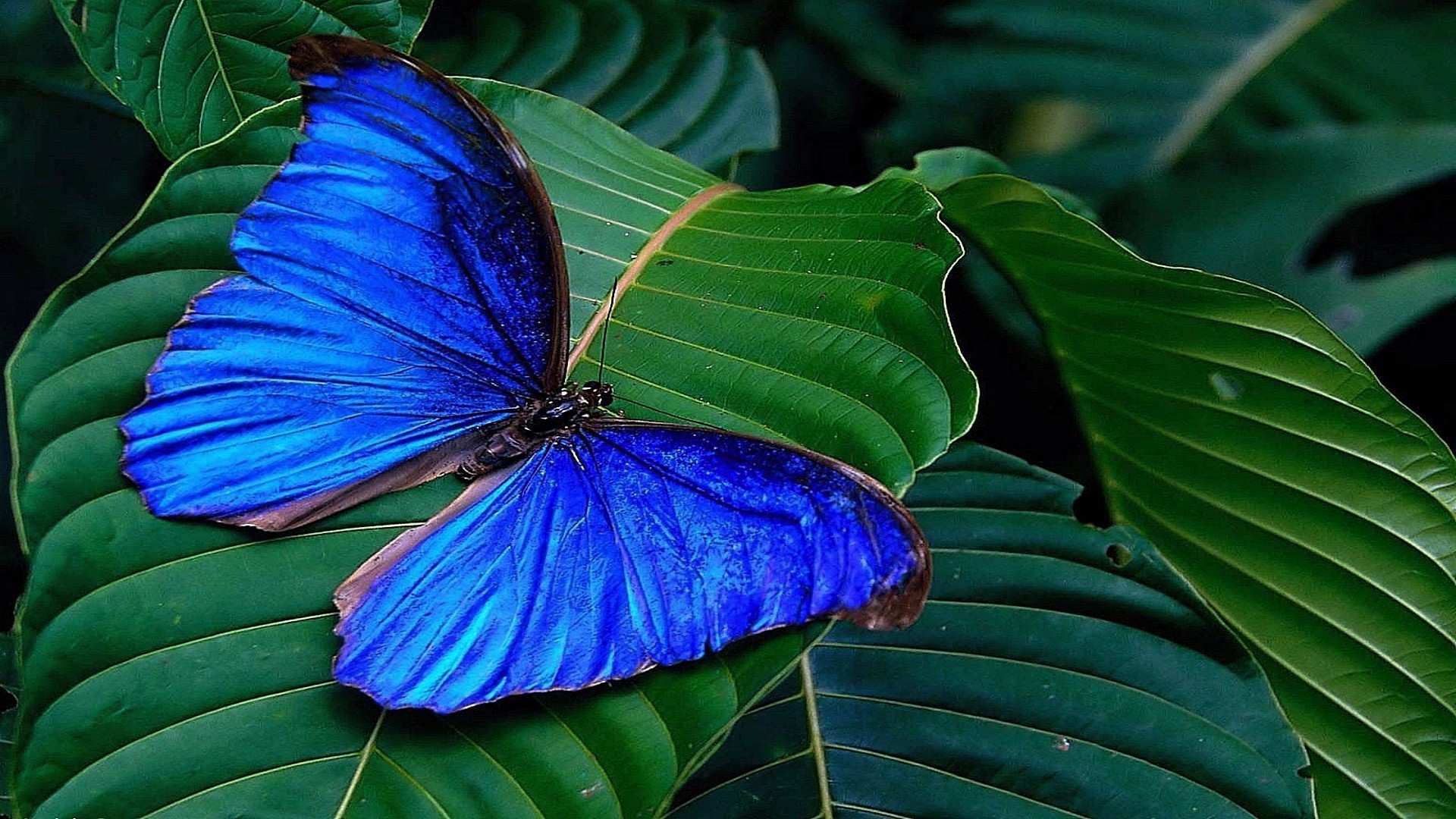 kelebek doğa tropikal yaprak yaz flora egzotik renk parlak bahçe açık havada çiçek güzel